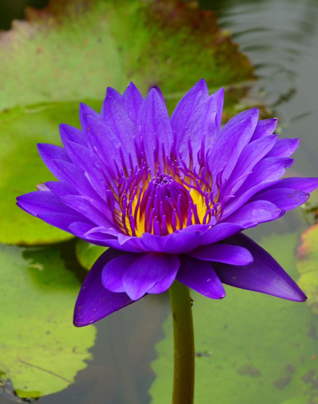 Botanischer Garten BA